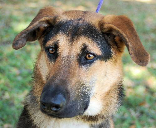Marlow the Shepherd