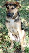 Marlow the Shepherd