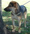 Marlow the Shepherd