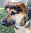 Marlow the Shepherd