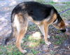 Marlow the Shepherd