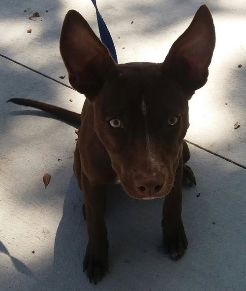 Remy