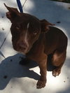 Remy