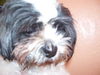 Halo the Senior Shih Tzu