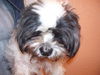 Halo the Senior Shih Tzu
