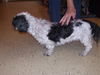 Halo the Senior Shih Tzu