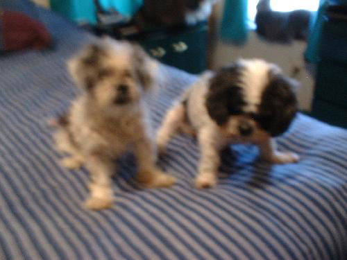Halo the Senior Shih Tzu