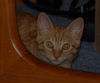 Maverick the Kitten
