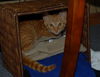 Maverick the Kitten