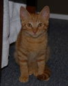 Maverick the Kitten