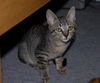 Elfkin the Tabby Kitten