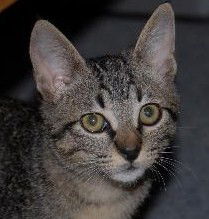 Elfkin the Tabby Kitten