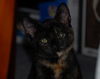 Pumpkin the Tortoiseshell Kitten