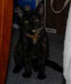 Pumpkin the Tortoiseshell Kitten