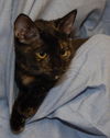 Pumpkin the Tortoiseshell Kitten
