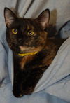 Pumpkin the Tortoiseshell Kitten