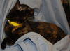 Pumpkin the Tortoiseshell Kitten