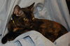 Pumpkin the Tortoiseshell Kitten