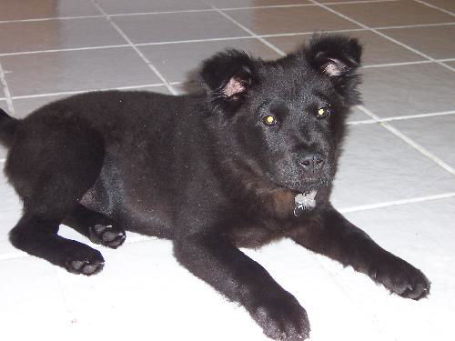 Star the Puppy
