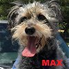 Max the Energetic Senior!