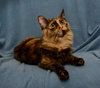 Kalinda