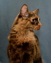 Kalinda