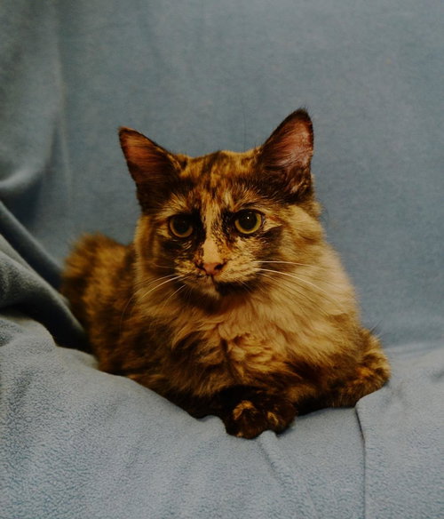 Kalinda