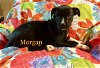 Morgan!