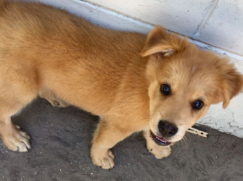Opie