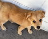 Opie