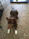 Duck the Playful Puppy