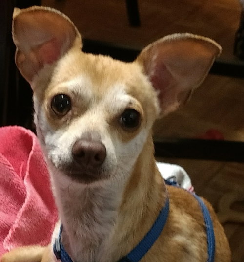 Simba the fast and agile little guy