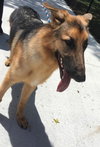 Kito