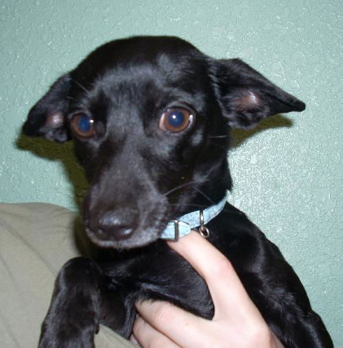 Wiggles the Dachshund