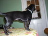 Wiggles the Dachshund