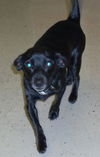 Wiggles the Dachshund