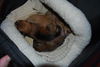 Tanker the Two Legged Orphan Puppy