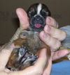 Tanker the Two Legged Orphan Puppy