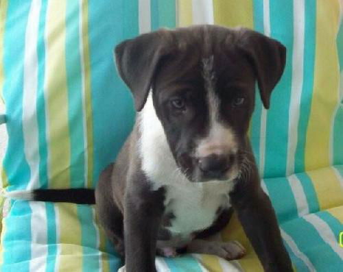 Oreo the Shepherd Puppy