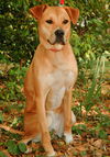 Miss Sandy the Hound Mix