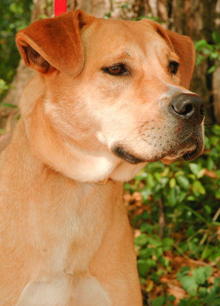 Miss Sandy the Hound Mix