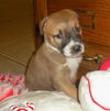 Avit the Shepherd Puppy ~ Video