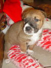 Avit the Shepherd Puppy ~ Video
