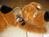 Avit the Shepherd Puppy ~ Video