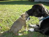 Avit the Shepherd Puppy ~ Video
