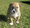 Avit the Shepherd Puppy ~ Video