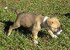 Avit the Shepherd Puppy ~ Video