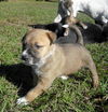 Avit the Shepherd Puppy ~ Video