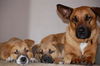 Avit the Shepherd Puppy ~ Video