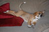 Avit the Shepherd Puppy ~ Video